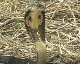 蛇妖世界 蛇妖世界